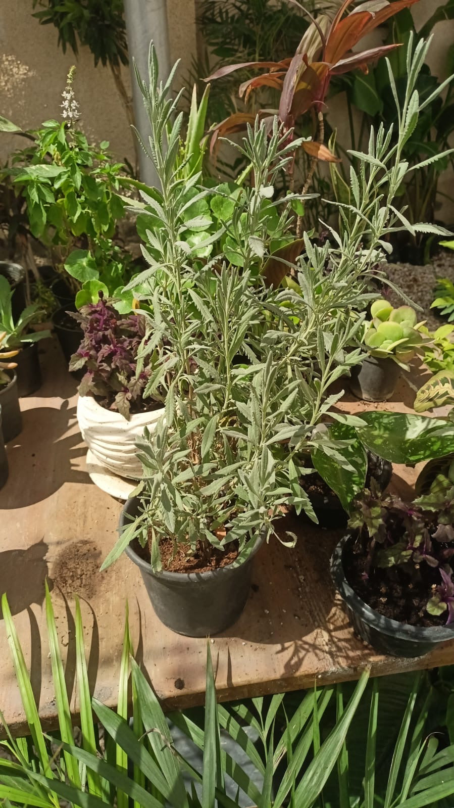 Calming Lavender