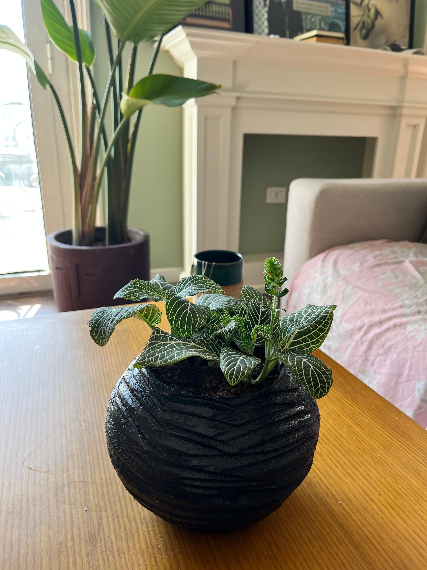 Edgy Pot