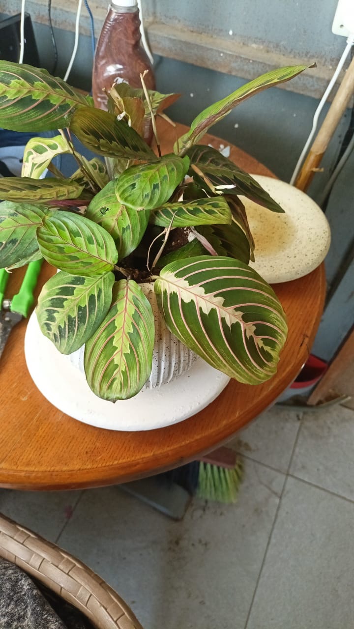 Prayer Plant