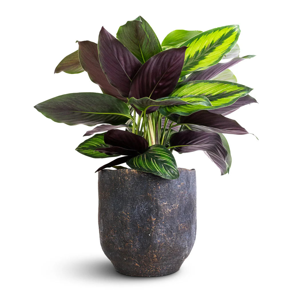 star plant pot Beauty Star – The Plant Keepers