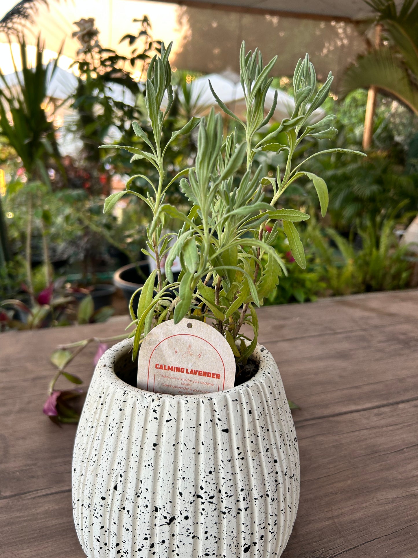Calming Lavender