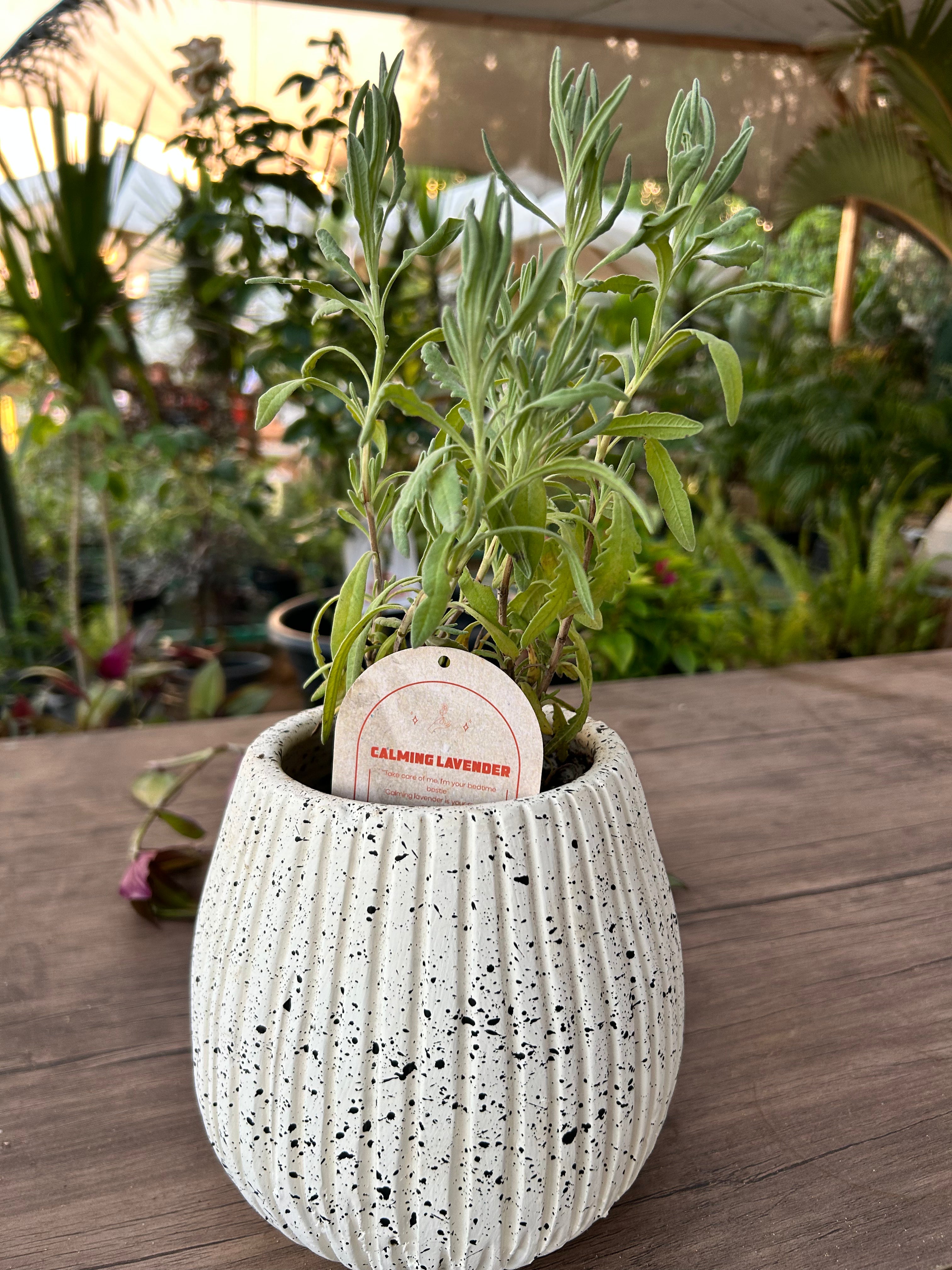 lavender plant care pot Calming Lavender – The Plant Keepers