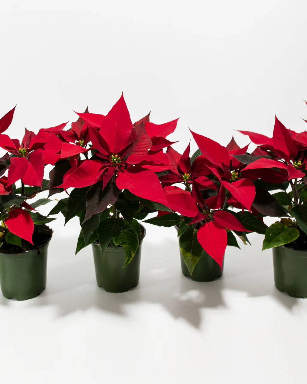 Christmas Blooms