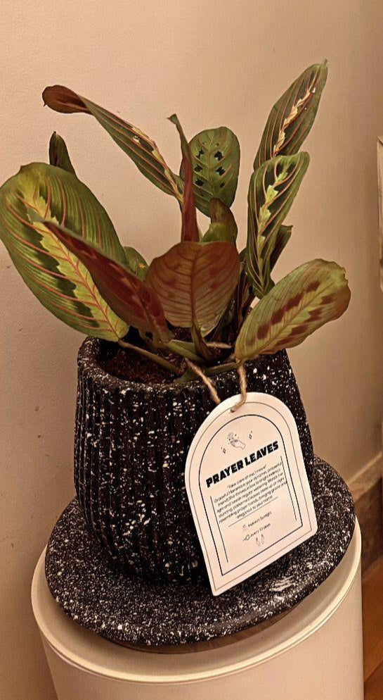 Prayer Plant