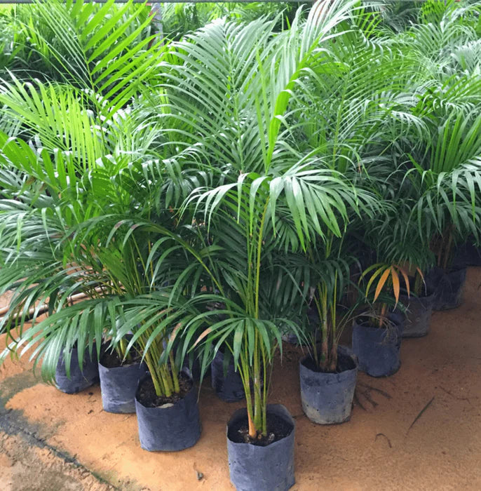 areca palm butterfly palm houseplant Butterfly Palm