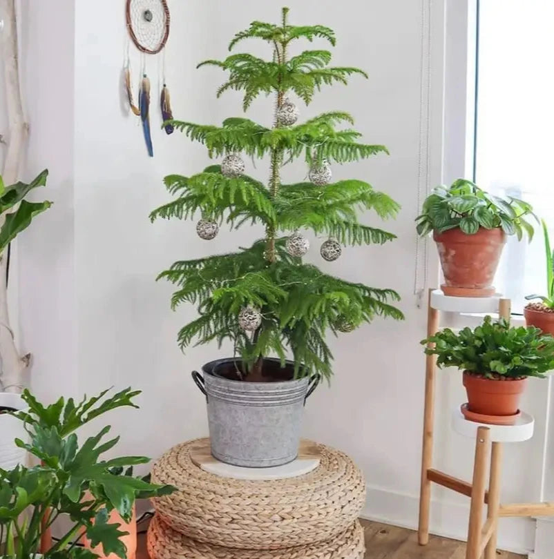 is christmas tree an indoor plant Christmas Tree – The Plant Keepers