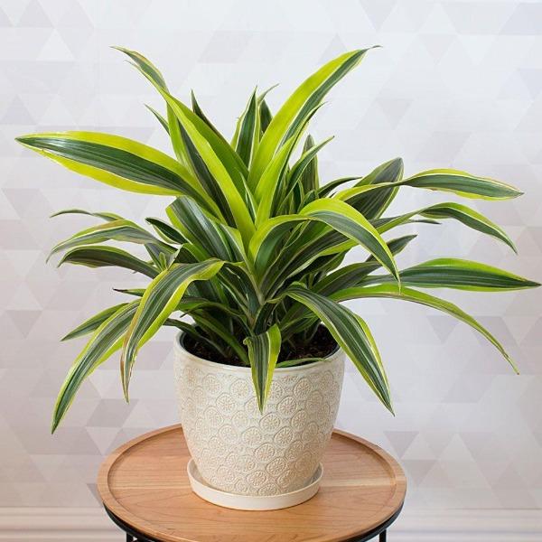 dracaena fortune plants Fortune plant