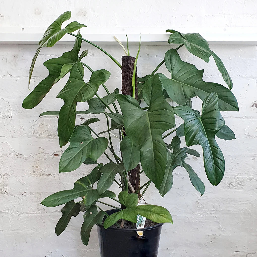 horse head philodendron Boogie Horse – The Plant Keepers