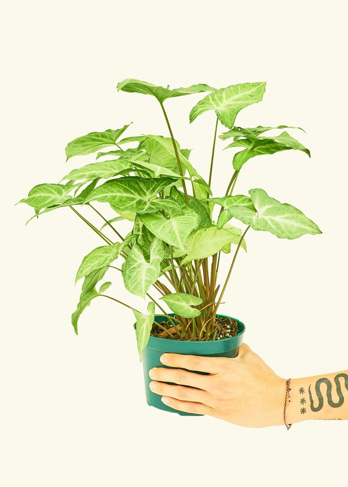 6+ Arrowhead Plants Care Arrow Head – The Plant Keepers
