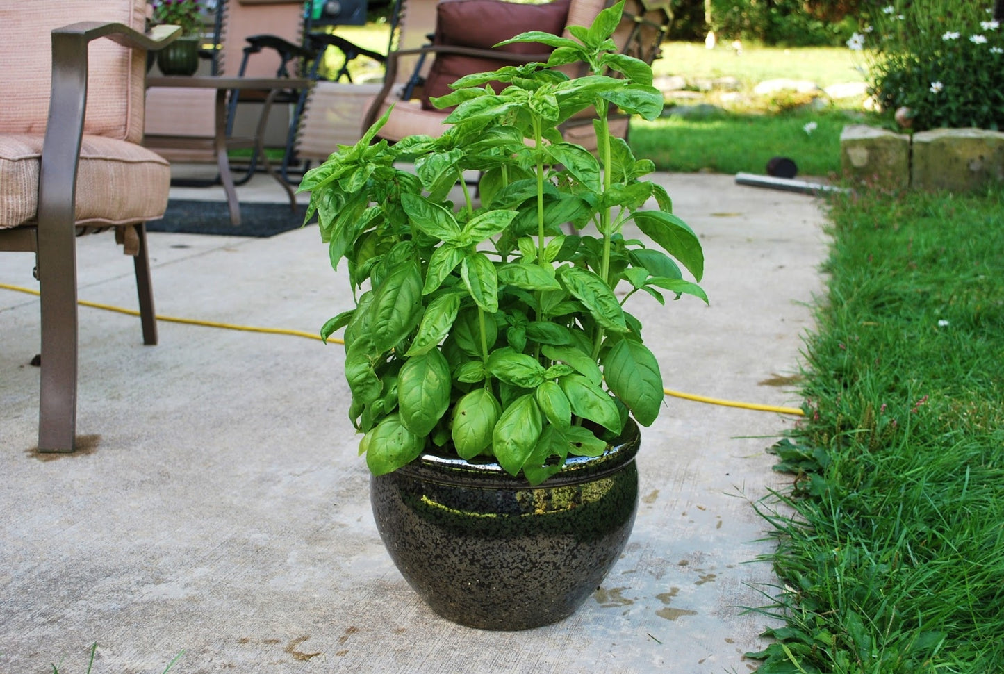 Bold Basil