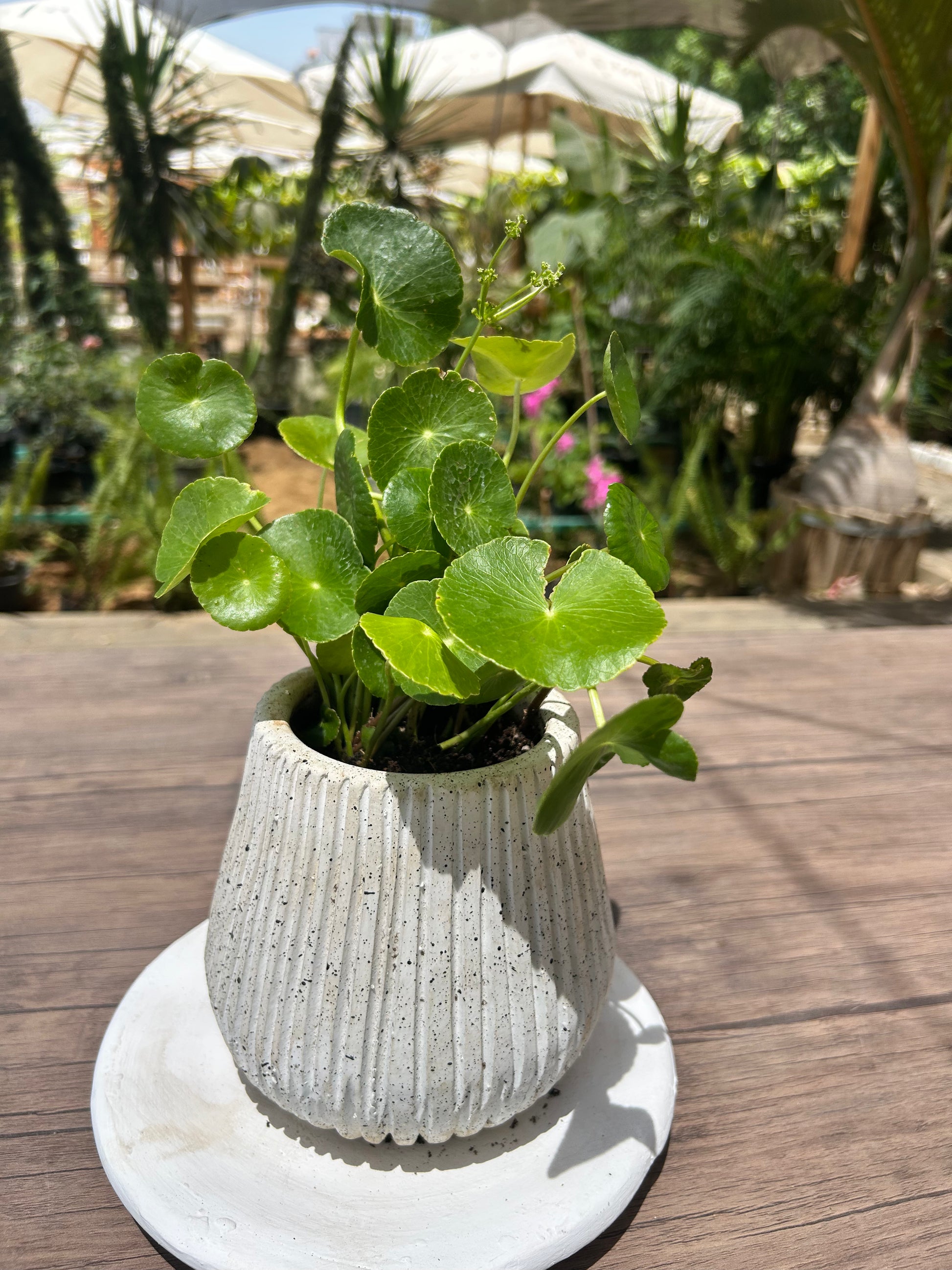 small indoor grass plants Coin Grass – The Plant Keepers