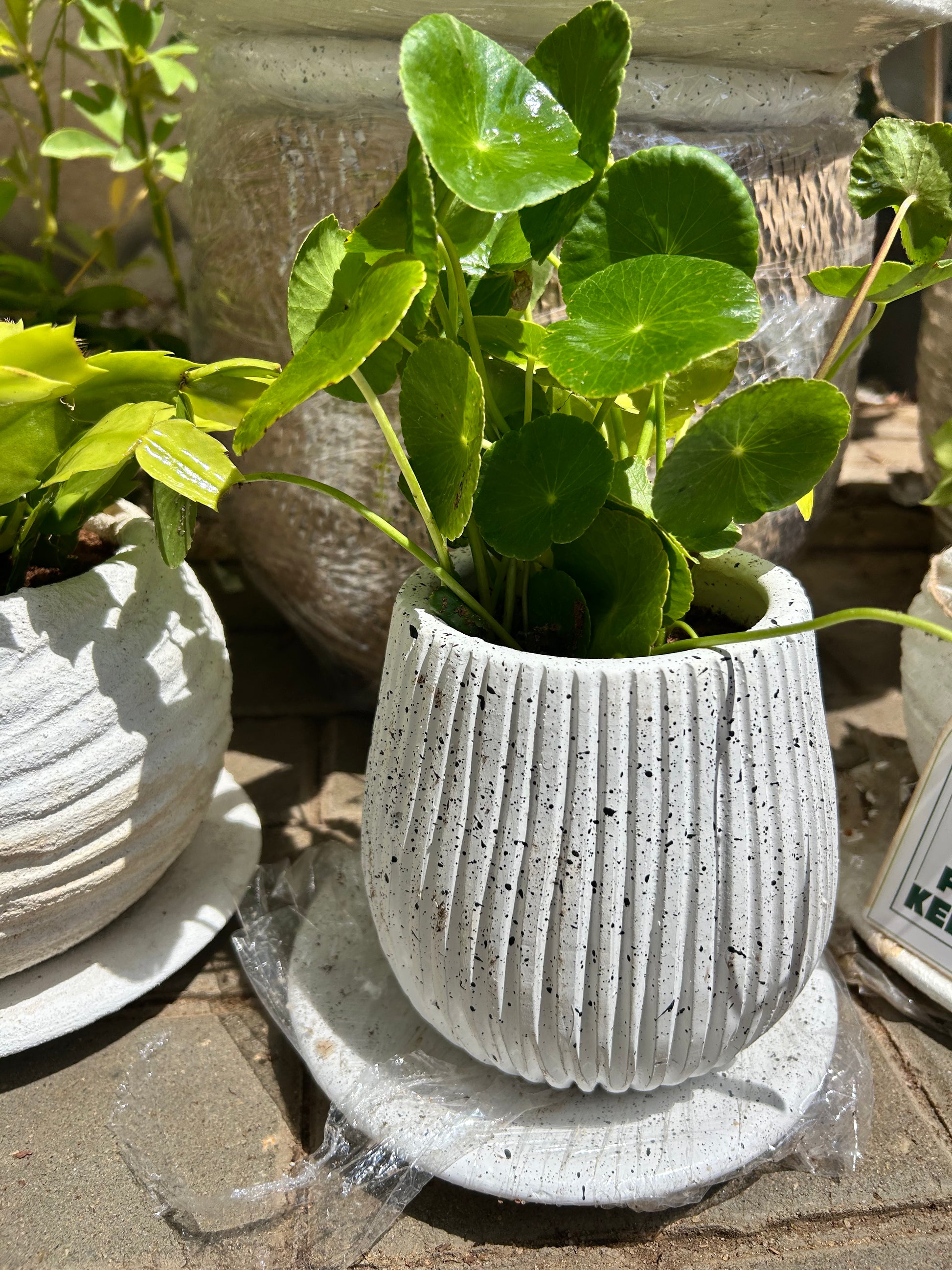 grass plant pot Coin Grass – The Plant Keepers