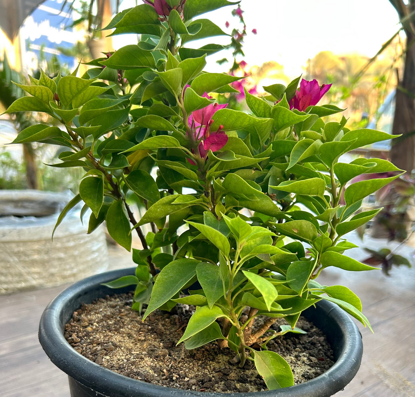 Petite Floral Heaven