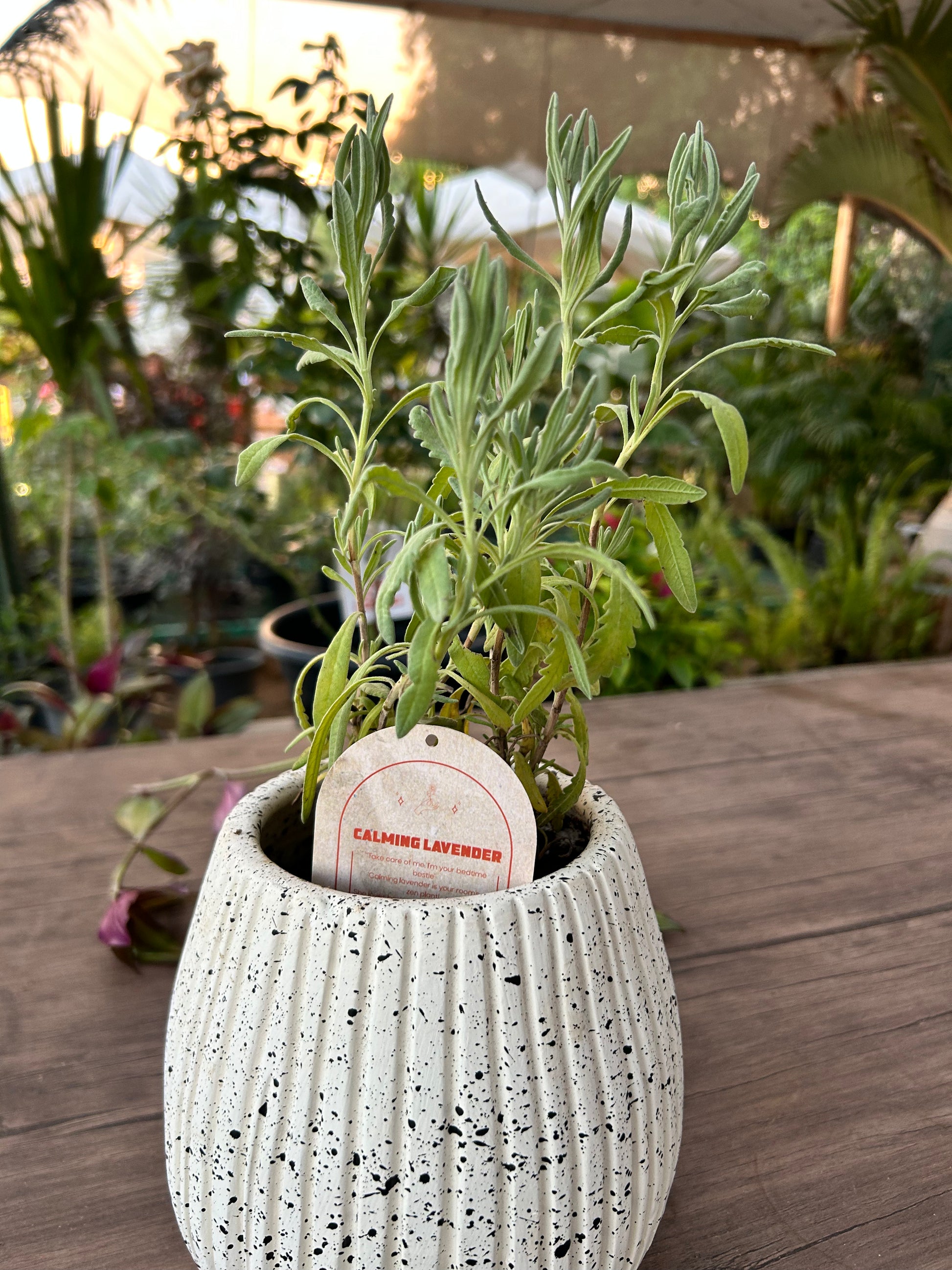 lavender plant outdoor pot Calming Lavender – The Plant Keepers