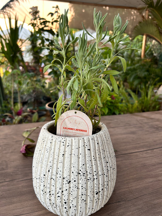 Calming Lavender