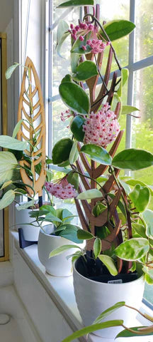 Bloomy Hoya