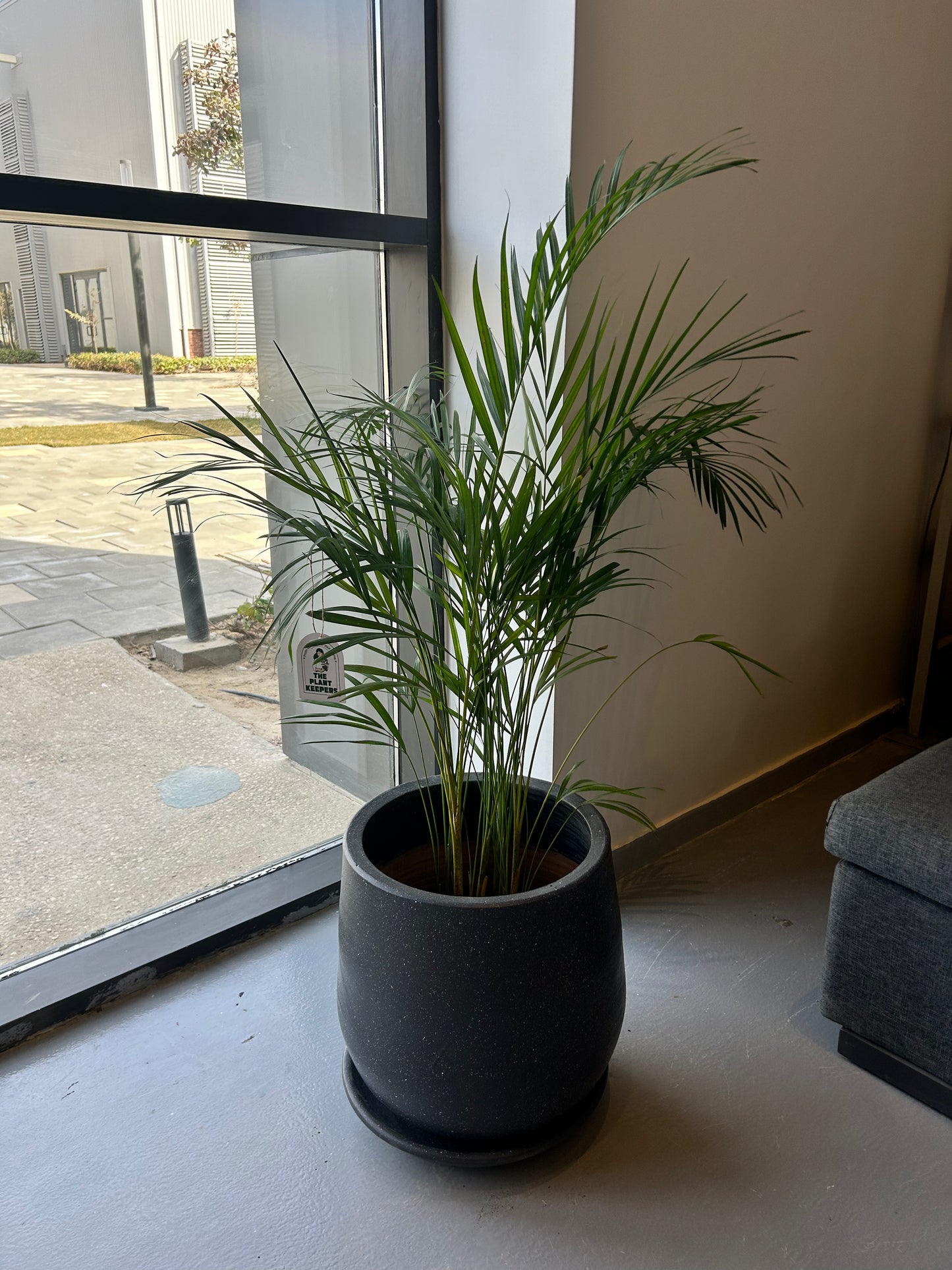 areca butterfly palm care Butterfly Palm – The Plant Keepers