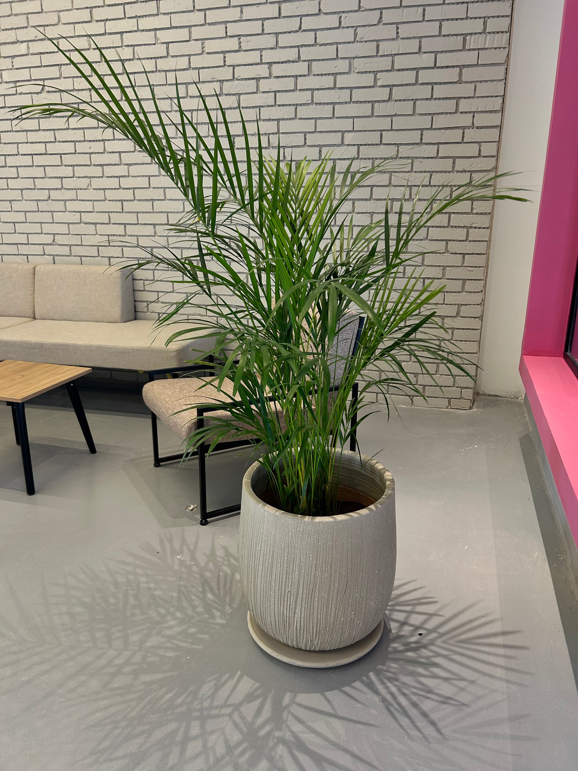 butterfly areca palm Butterfly Palm – The Plant Keepers