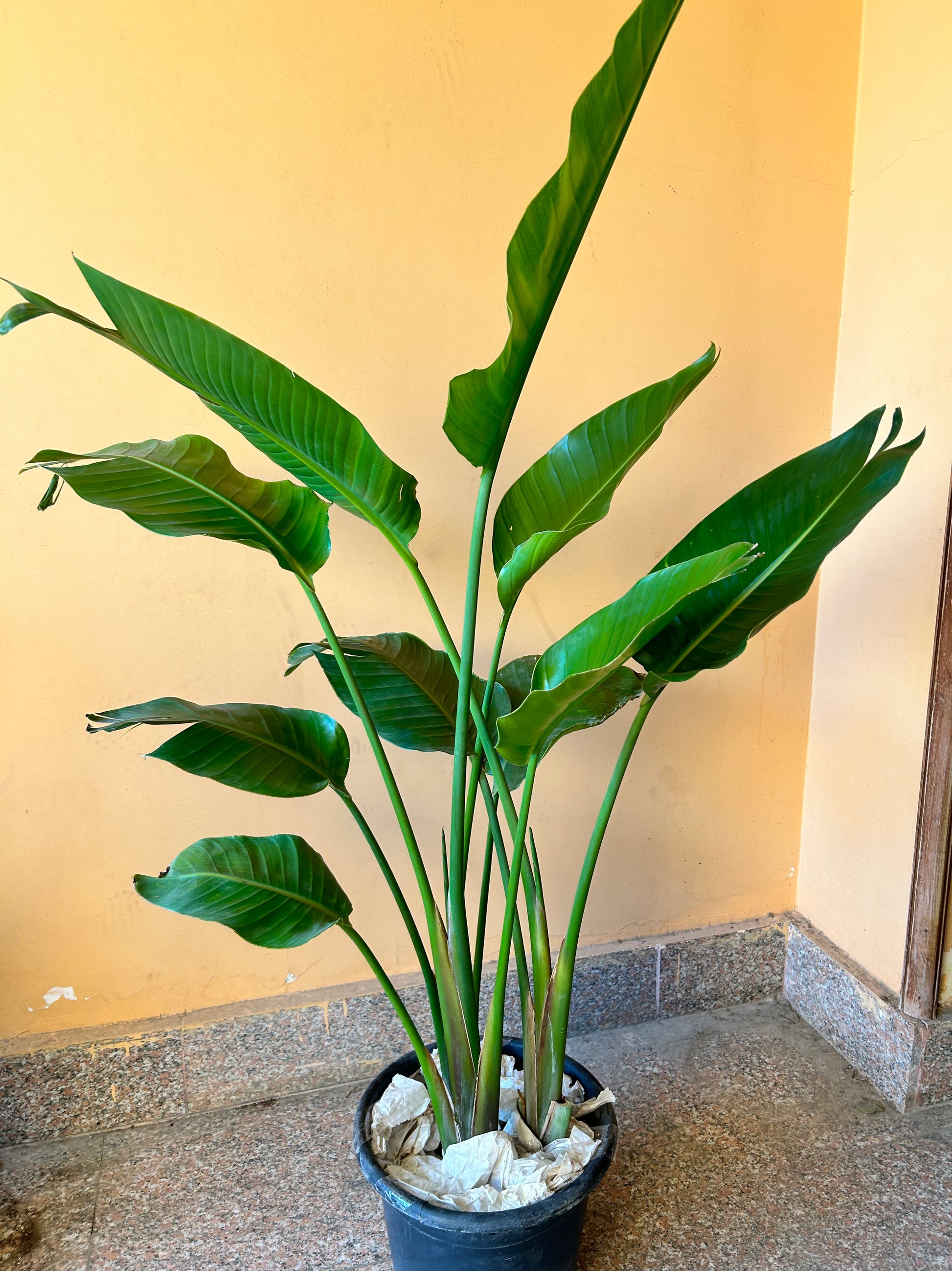 angel plant indoor Angel Wings – The Plant Keepers