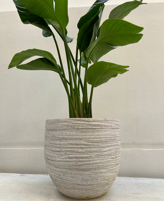 Minimalist Pot