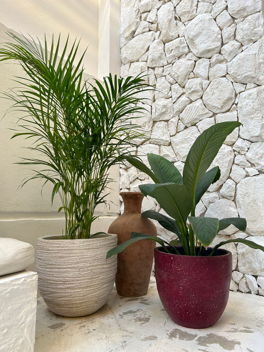 fortune plant indoor care Fortune plant – The Plant Keepers