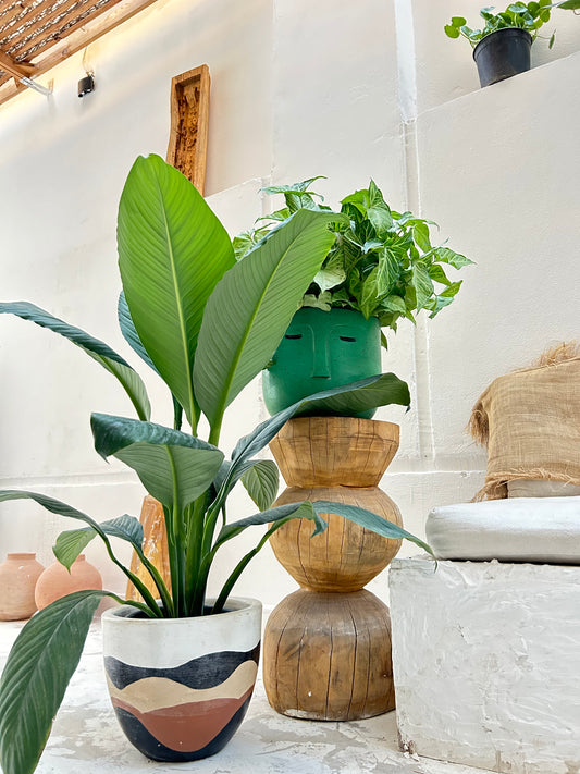 is fortune plant indoor or outdoor Fortune plant – The Plant Keepers