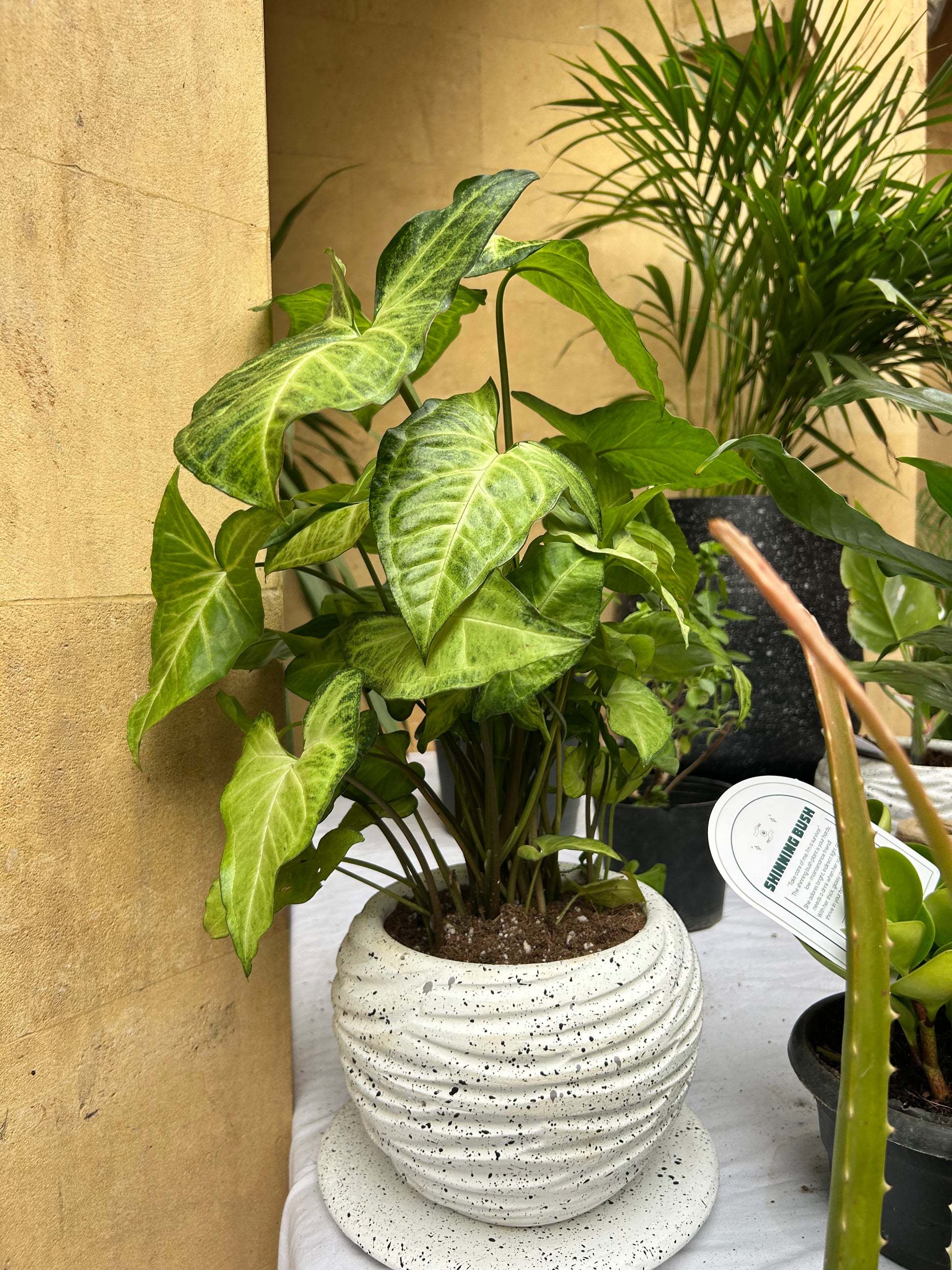 arrowhead plant air purifier Arrow Head – The Plant Keepers