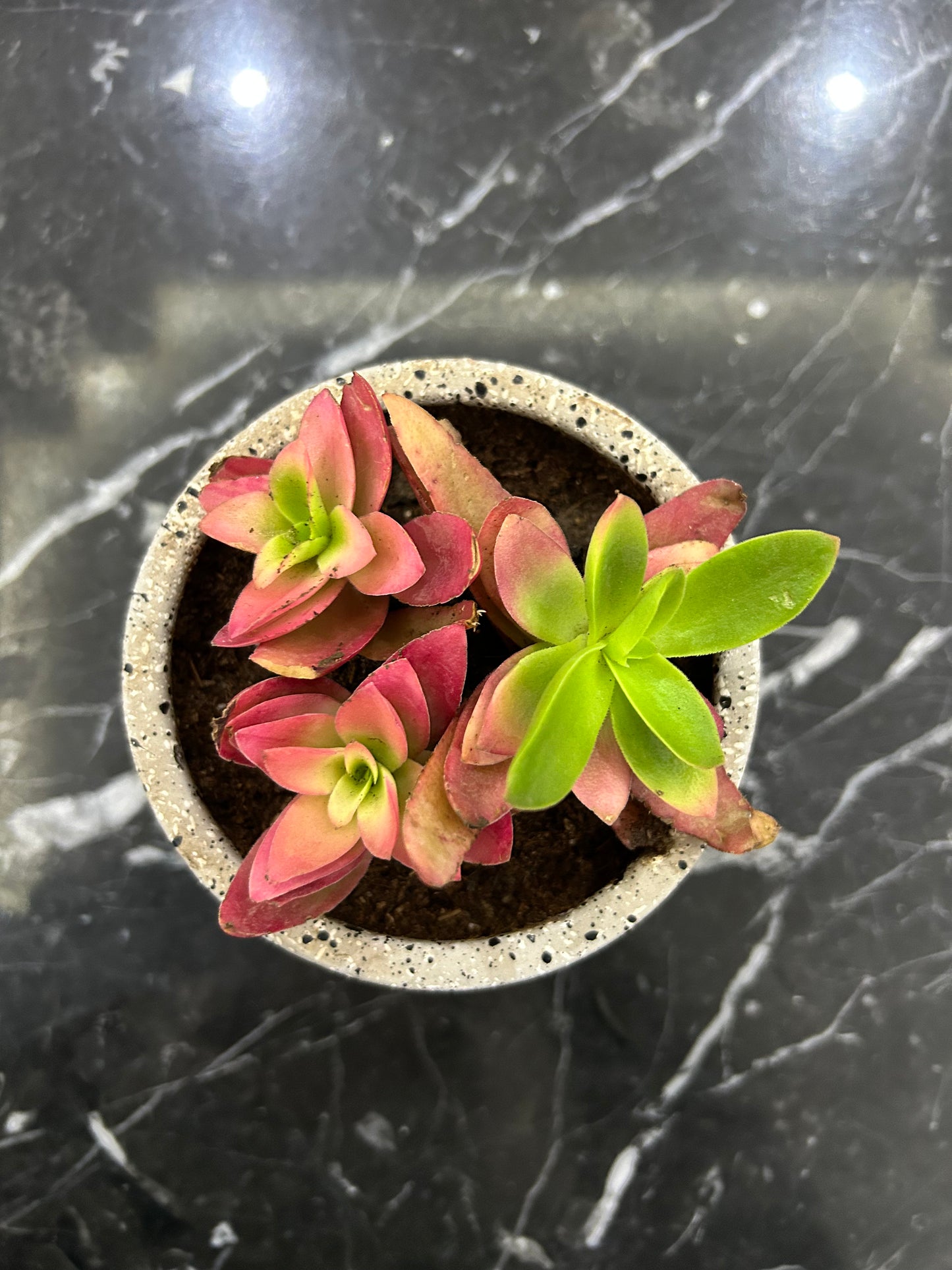 coral plant succulent Coral Cactus – The Plant Keepers