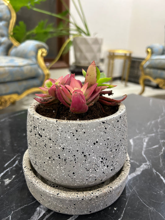 best planter pots for christmas cactus Christmas Cactus – The Plant Keepers