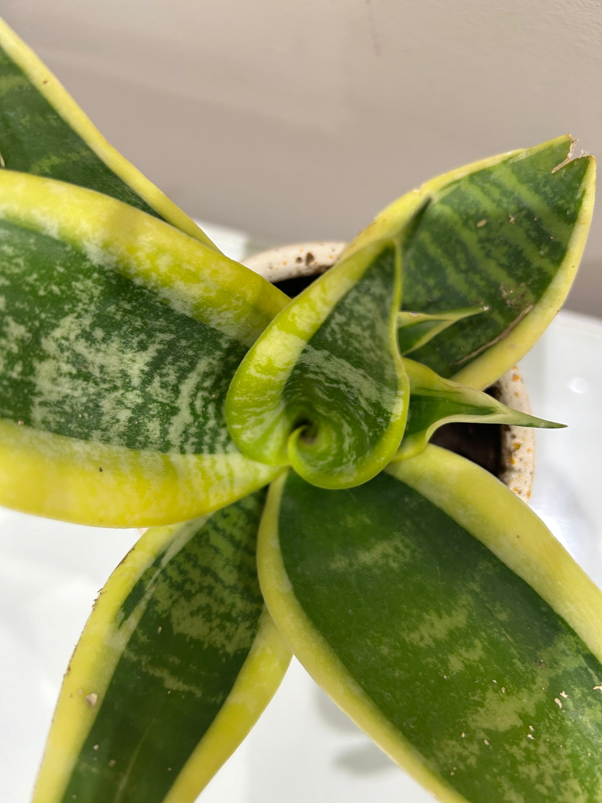 cactus plants looks like snake Snake Cactus – The Plant Keepers