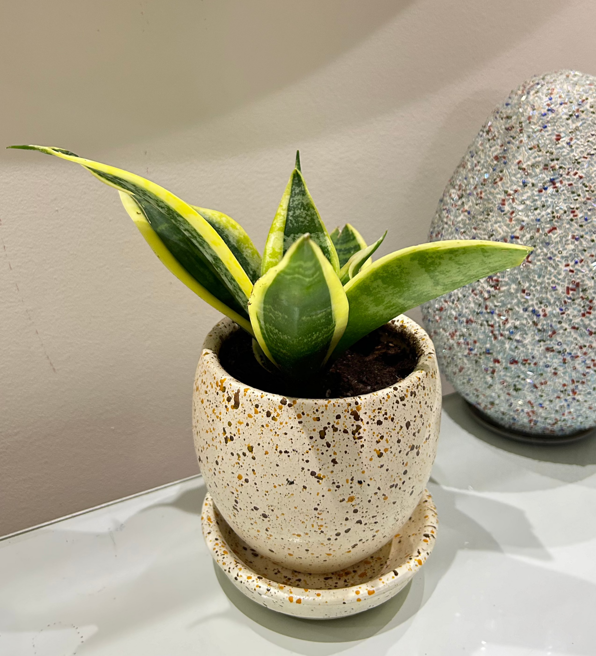 is a snake plant a cactus Snake Cactus – The Plant Keepers