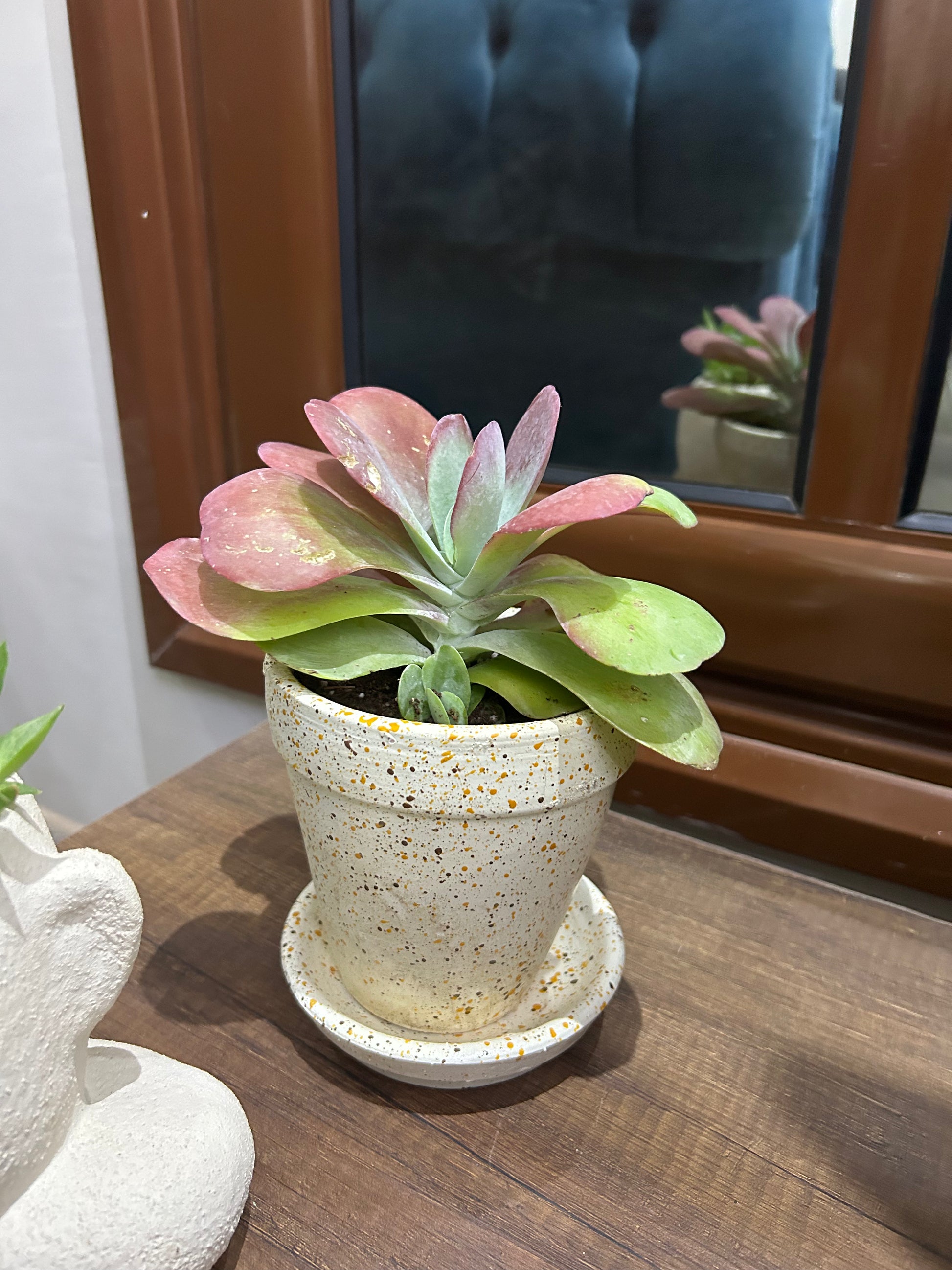 bunny succulent pot Bunny Cactus – The Plant Keepers