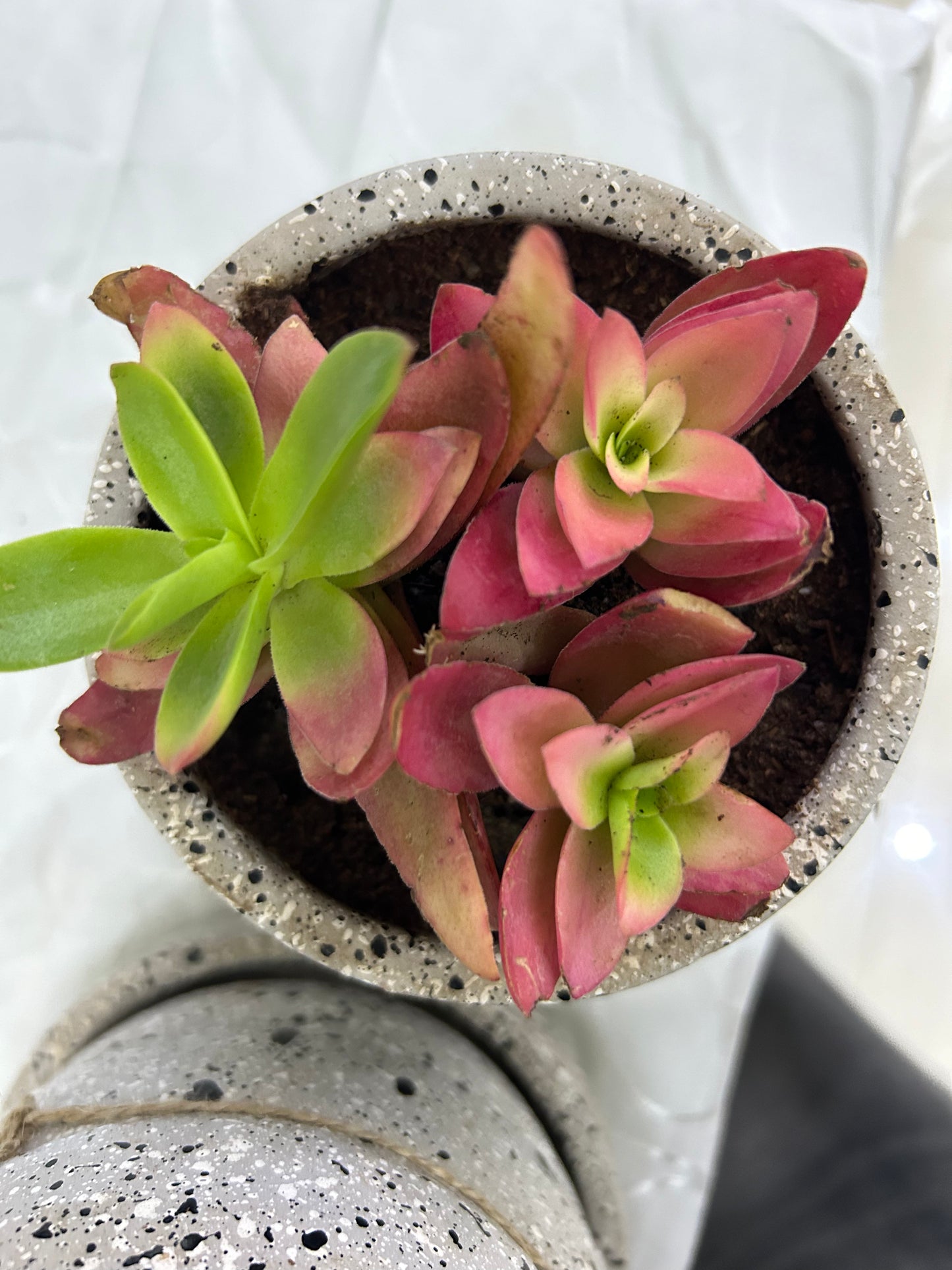 coral plant succulent Coral Cactus – The Plant Keepers