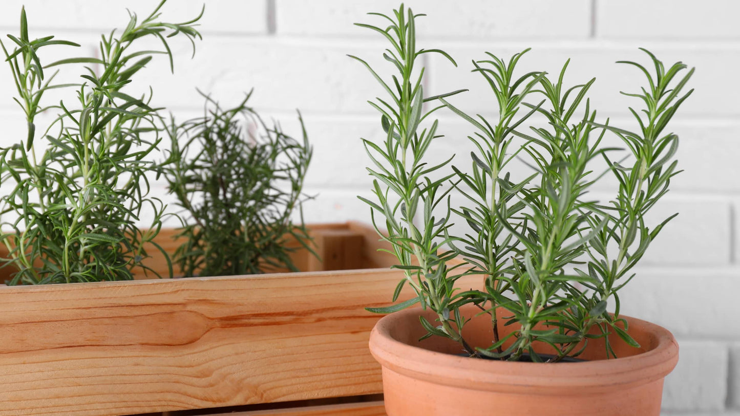 Resilient Rosemary