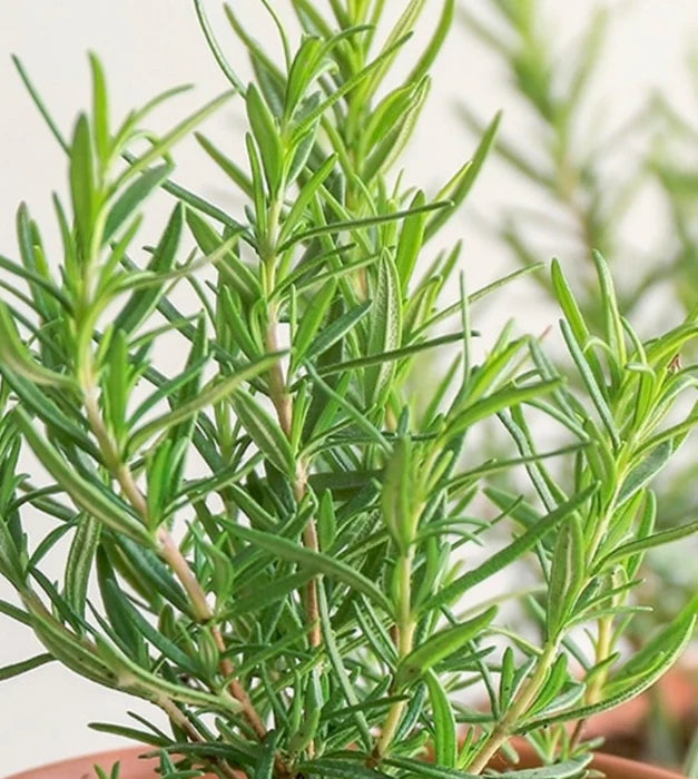 Resilient Rosemary