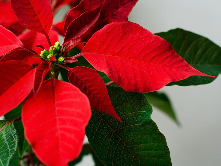 Christmas Blooms