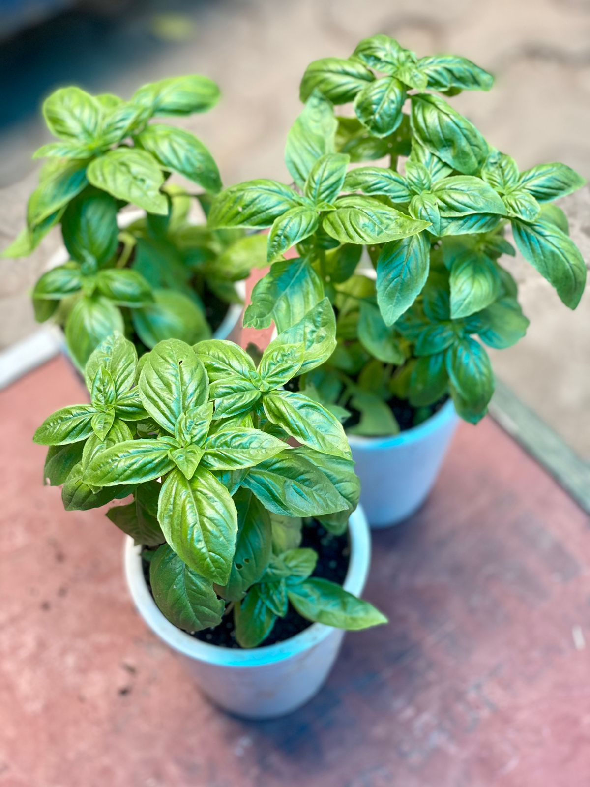 Bold Basil