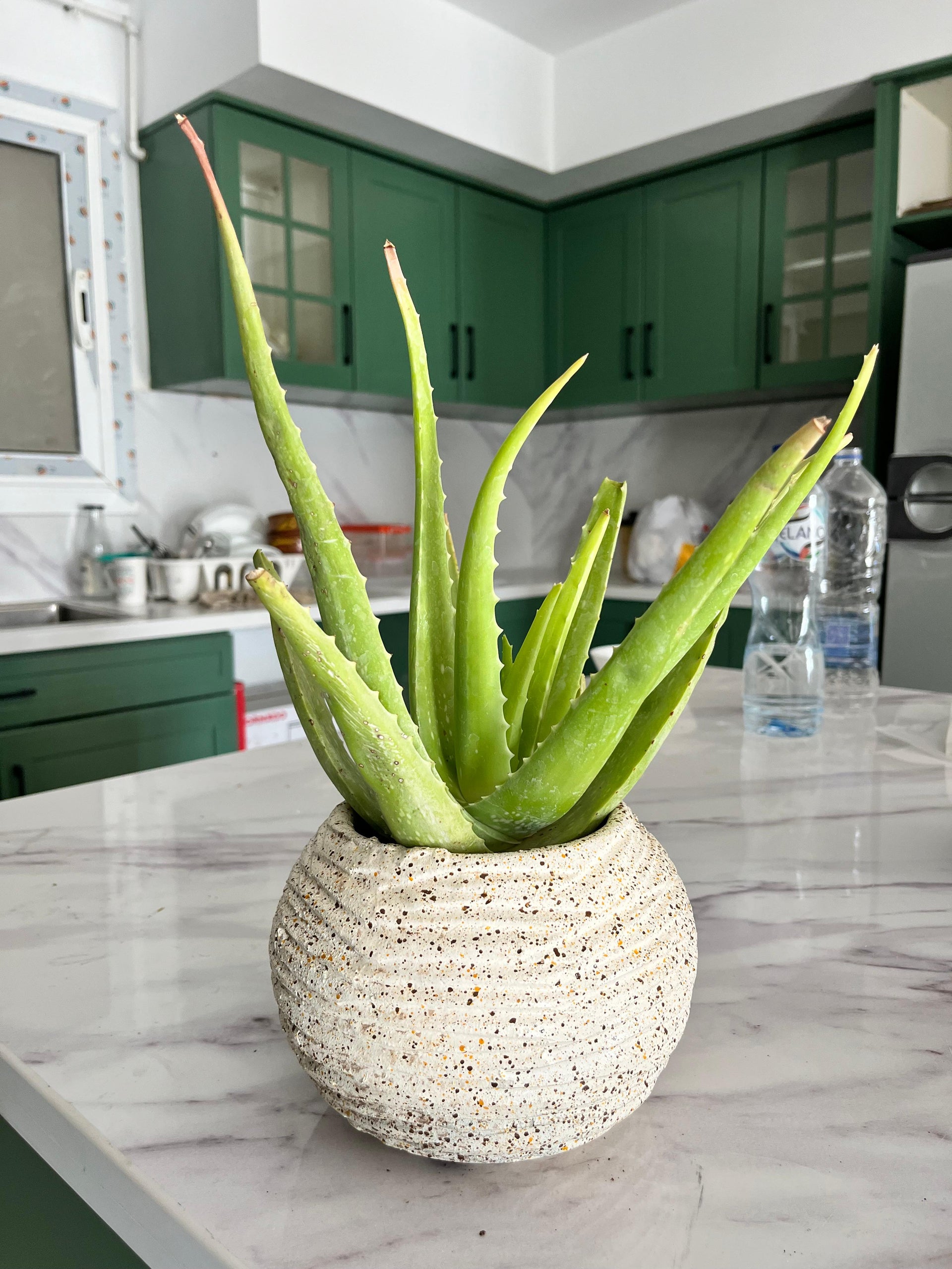 aloe vera plant in ceramic pot Familiar Aloe Vera – The Plant Keepers