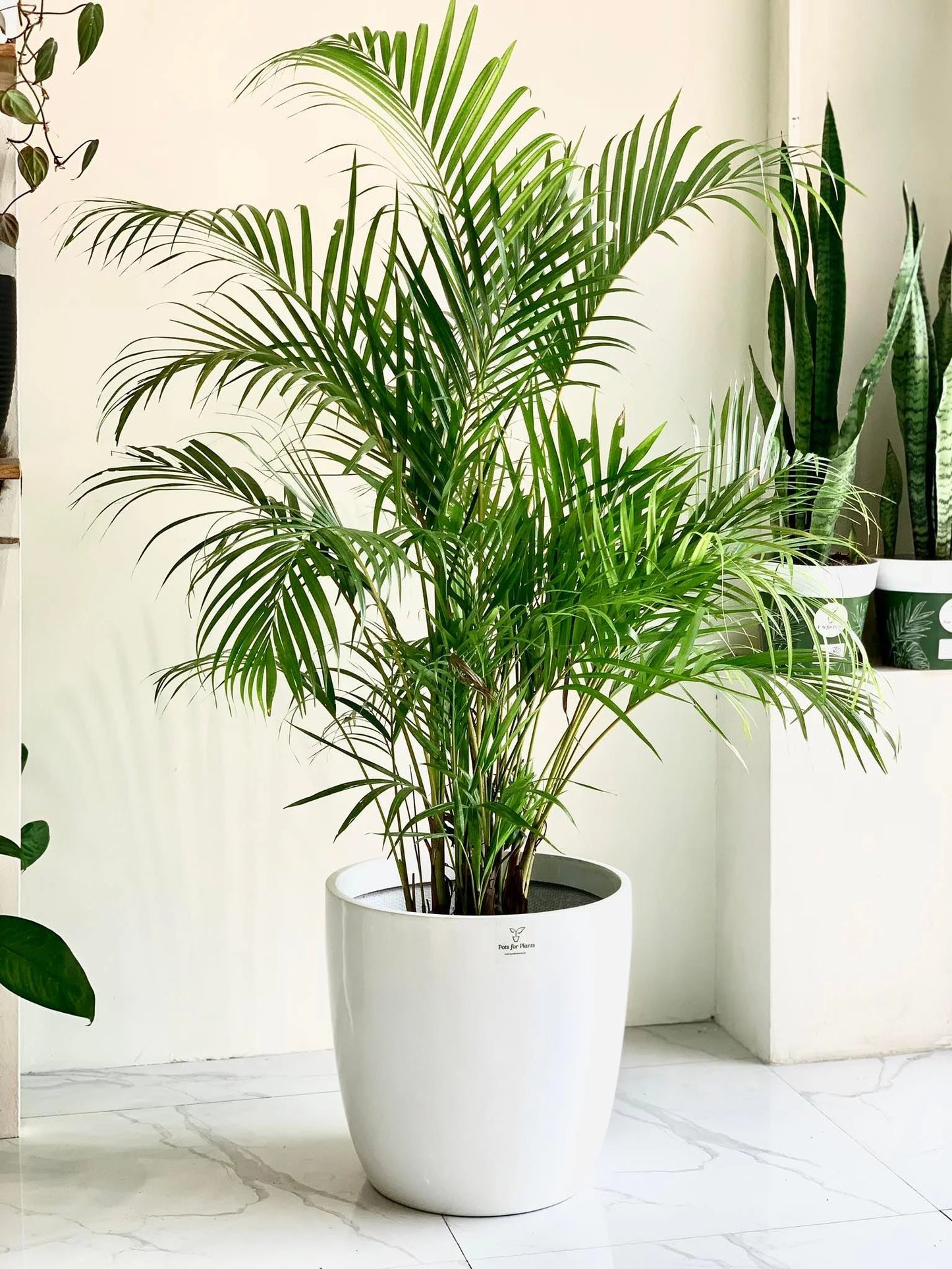 palm plants for pots Butterfly Palm – The Plant Keepers