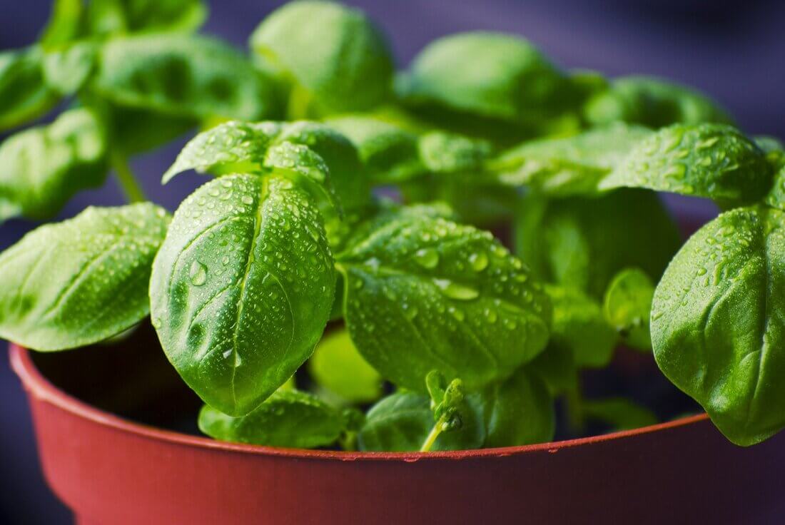 Bold Basil