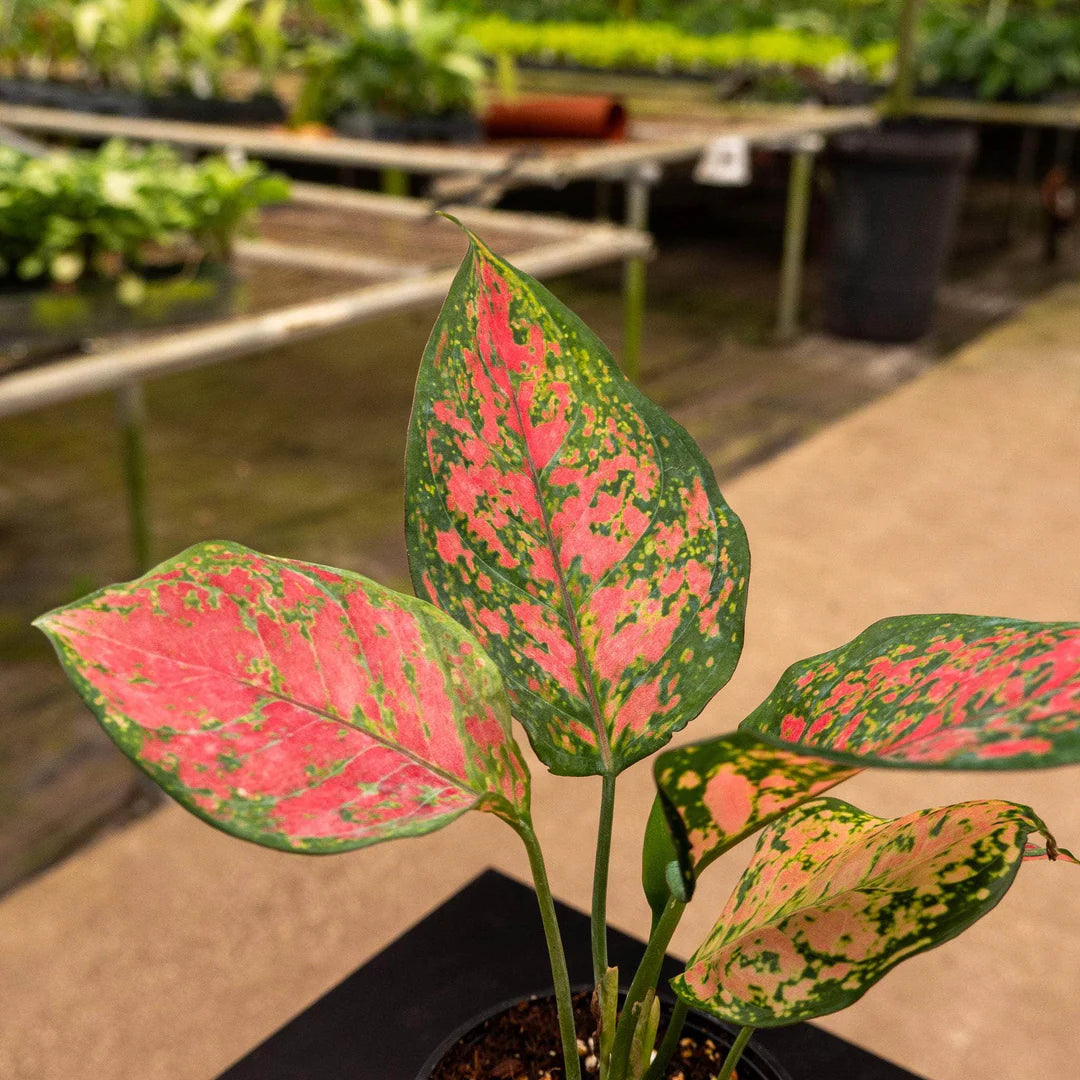 aglaonema ruby pink Chinese Evergreen – The Plant Keepers