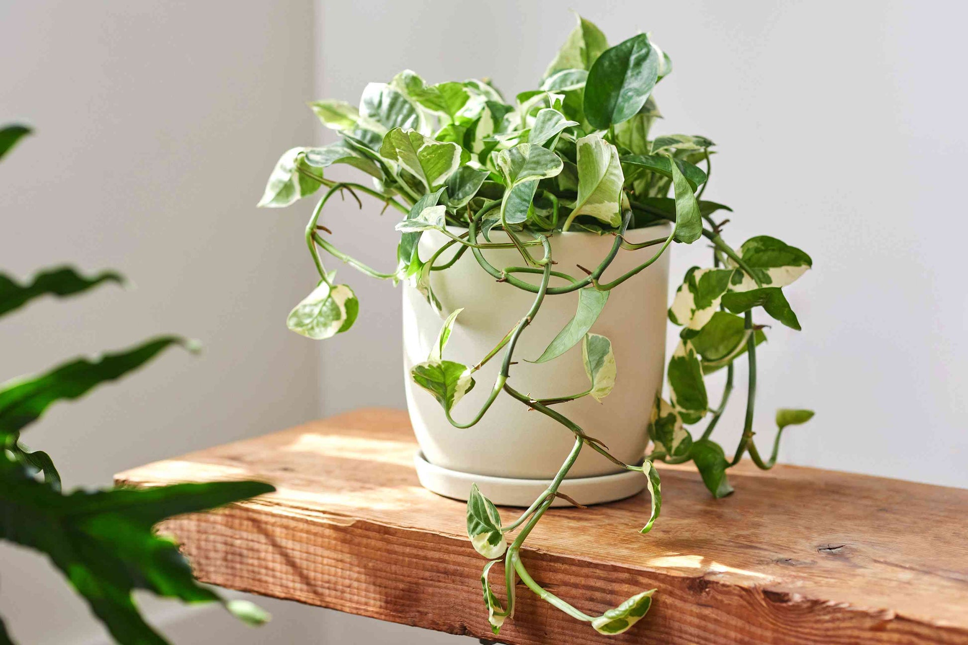 snow queen plant indoor Snow Queen – The Plant Keepers
