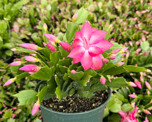 Christmas Cactus