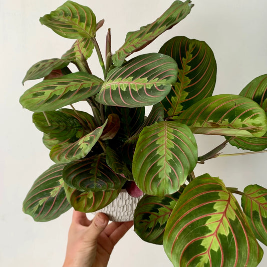 Prayer Plant