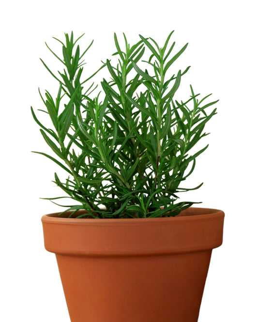 Resilient Rosemary