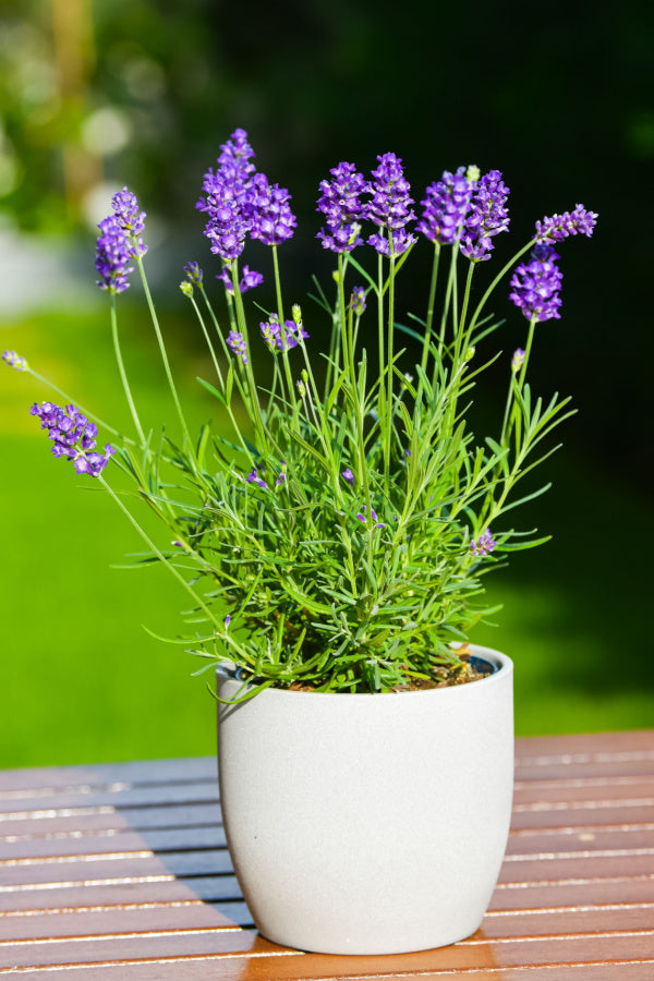 Calming Lavender