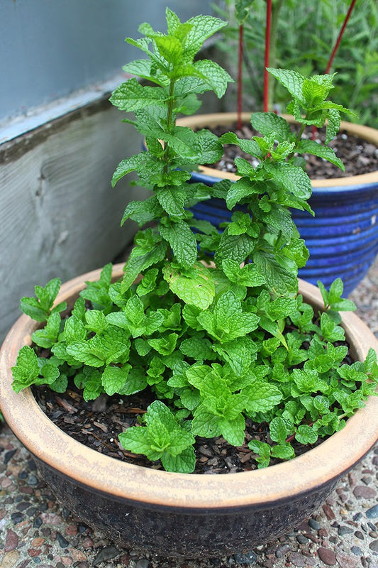 Fresh Mint