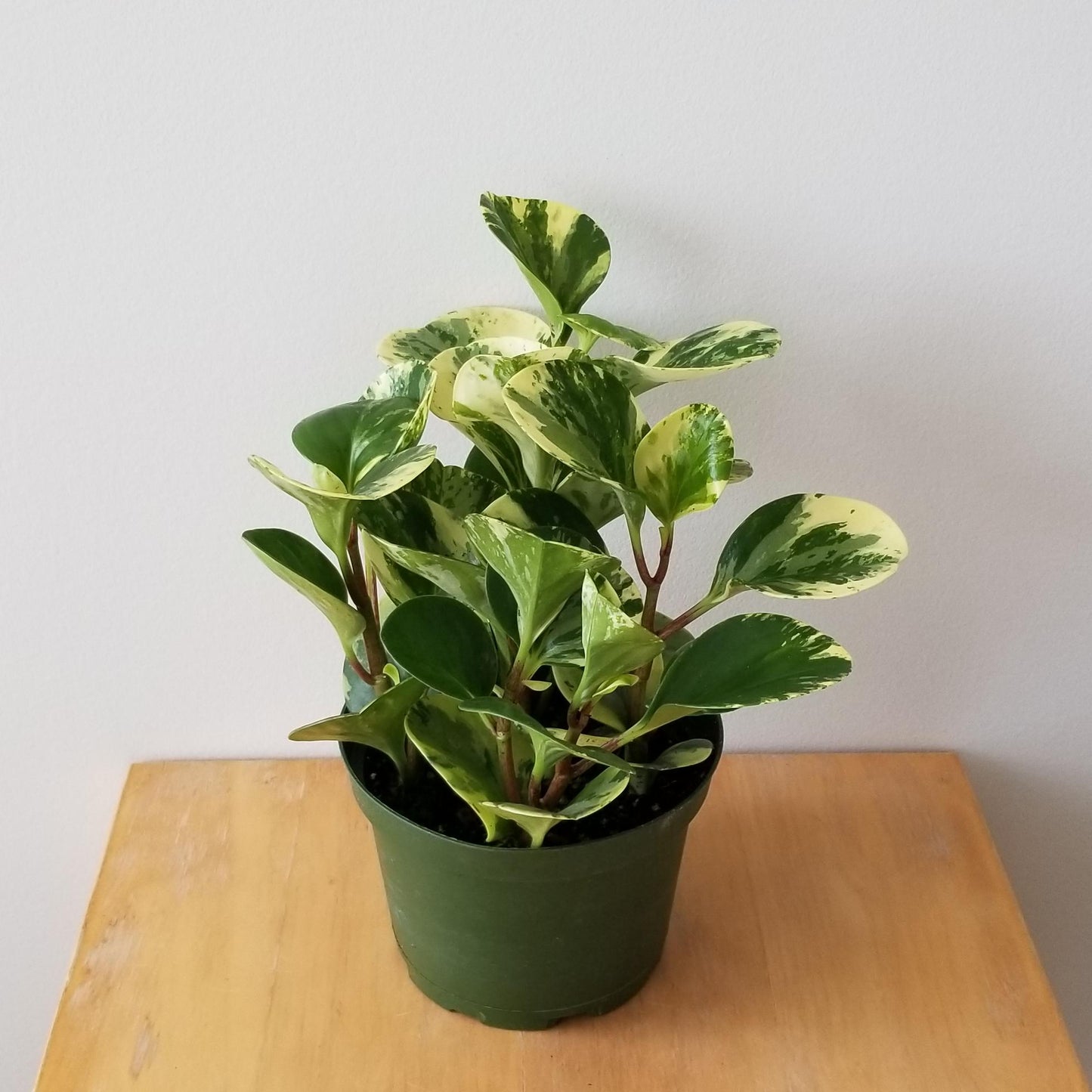 baby rubber plant pot size Baby Rubber – The Plant Keepers