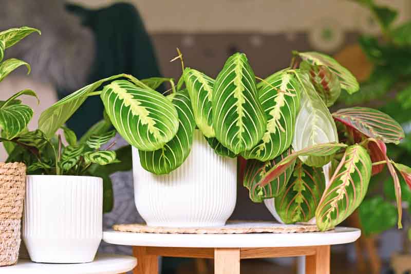 Prayer Plant